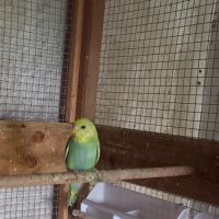 Jeunes perruches ondulées #1