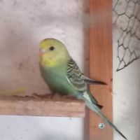 Jeunes perruches ondulées #3