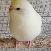 Jeunes perruches ondulées