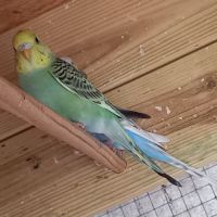 Jeunes perruches ondulées #6