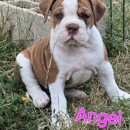 Chiots old english bulldog