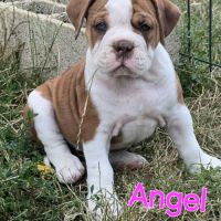 Chiots old english bulldog
