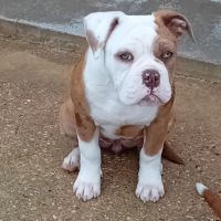 Femelle old english bulldog