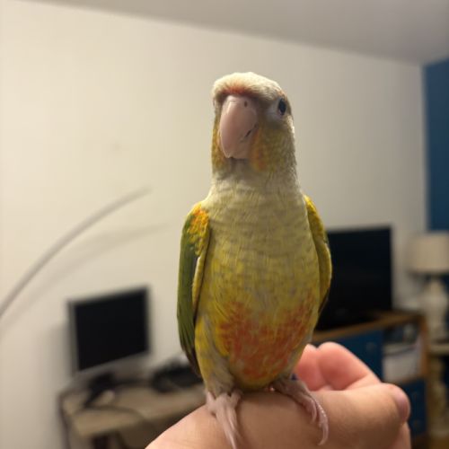 Conure ananas #2