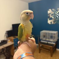Conure ananas