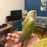 Conure ananas #3