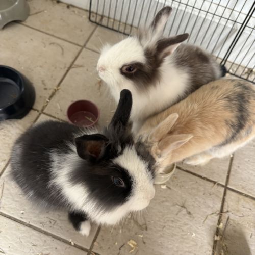 Lapereau nain angora #1