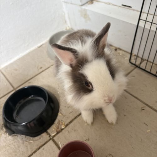 Lapereau nain angora #3