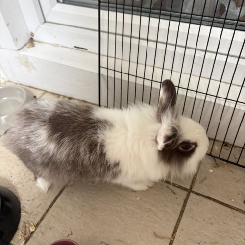 Lapereau nain angora #4