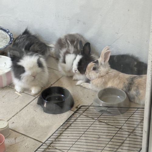 Lapereau nain angora #5