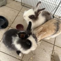 Lapereau nain angora #1