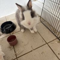 Lapereau nain angora