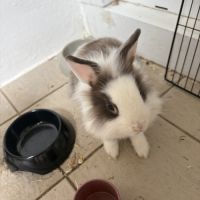 Lapereau nain angora #3