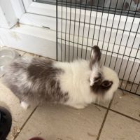 Lapereau nain angora #4