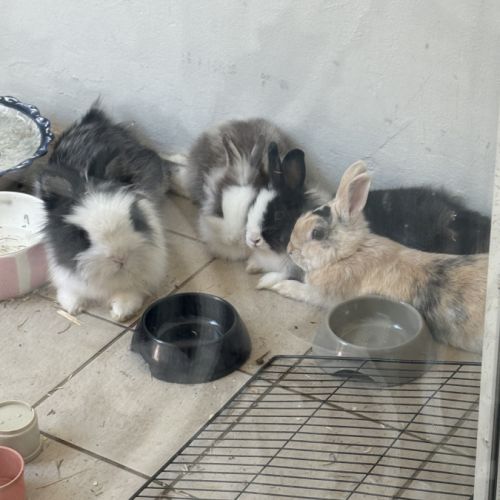 Lapereau nain angora #4