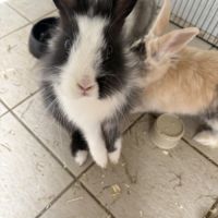 Lapereau nain angora #1