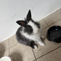 Lapereau nain angora #2