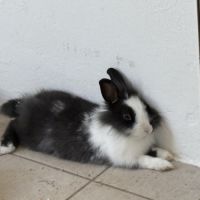 Lapereau nain angora