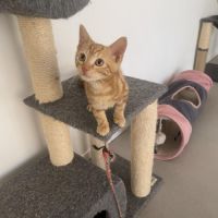 Adorable frimousse rousse pour kipy #1