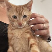 Adorable frimousse rousse pour kipy