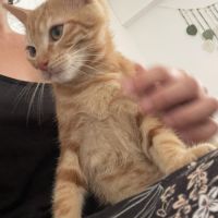 Adorable frimousse rousse pour kipy #3