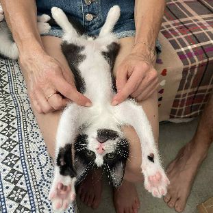 Superbe robe noire et blanche moshi #3