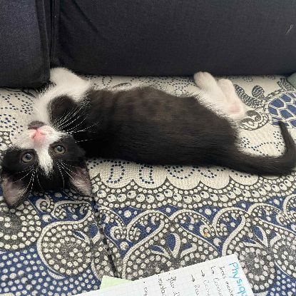 Superbe robe noire et blanche moshi #4