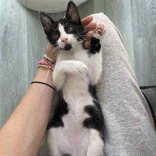 Superbe robe noire et blanche moshi #5