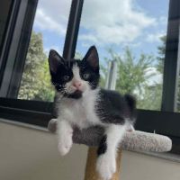 Superbe robe noire et blanche moshi