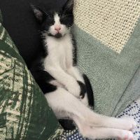 Superbe robe noire et blanche moshi #2