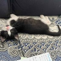 Superbe robe noire et blanche moshi #4