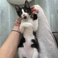 Superbe robe noire et blanche moshi #5