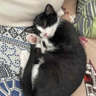 Adorable maki noir et blanc #3