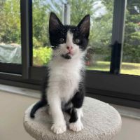 Adorable maki noir et blanc