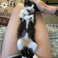 Adorable maki noir et blanc #2