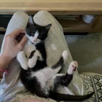 Adorable maki noir et blanc #4