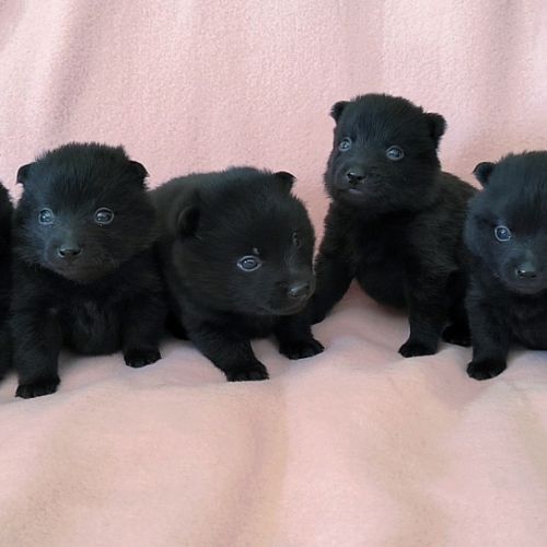 Chiots schipperkes lof #0