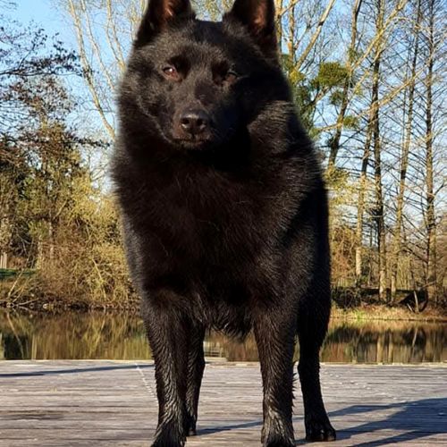 Chiots schipperkes lof #2