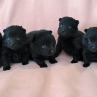 Chiots schipperkes lof