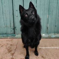 Chiots schipperkes lof #3