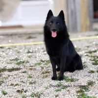 Saillie schipperke lof #2
