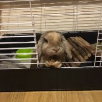 Lapin nain bélier avec sa cage et ses accessoires