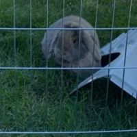 Lapin nain bélier avec sa cage et ses accessoires #2