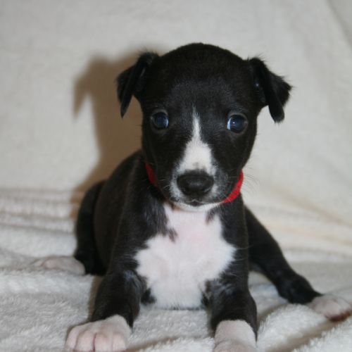 Lévriers whippet #1