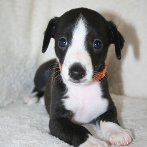 Lévriers whippet #2