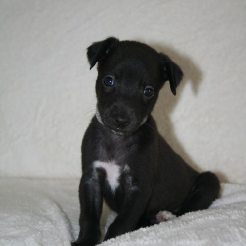 Lévriers whippet #3