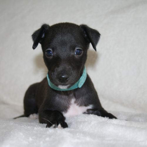 Lévriers whippet #4