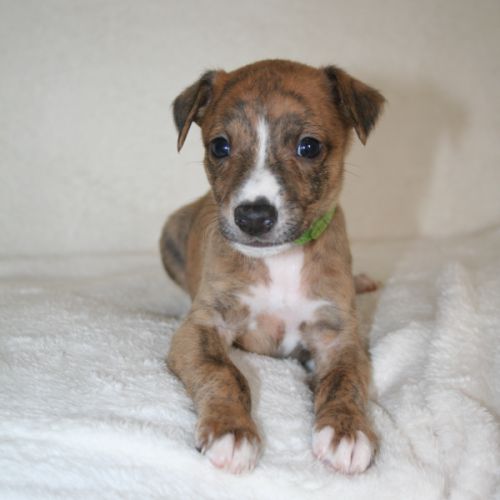 Lévriers whippet #5