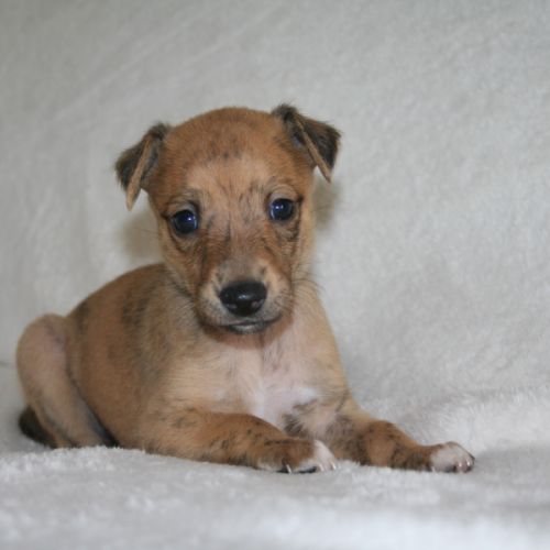 Lévriers whippet #6