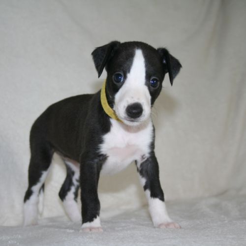 Lévriers whippet #7